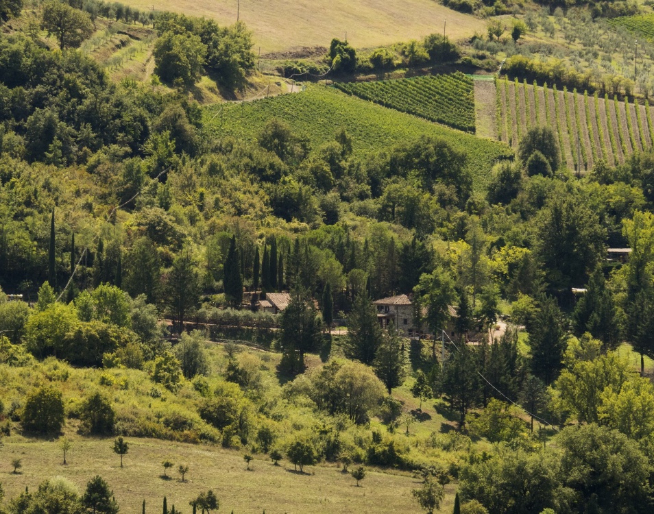 Il verde che ci circonda